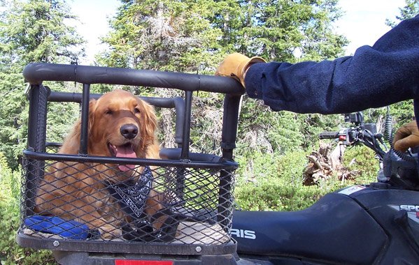 ATV Dog Carrier