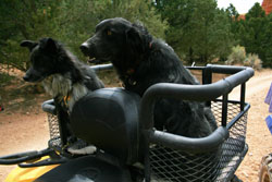 Dusty Dogs ATV Dog Carrier