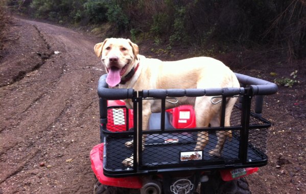 ATV Dog Carrier